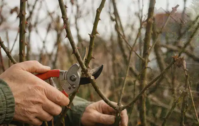 Hände schneiden einen älteren Rosenstrauch mit einer sauberen Gartenschere; Thema Motorhacken, Schwerpunkt Checkliste; Kontrolle.