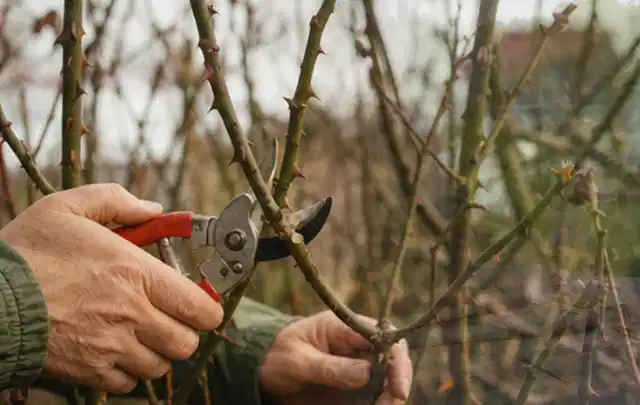 Hände schneiden einen älteren Rosenstrauch mit einer sauberen Gartenschere; Thema Motorhacken, Schwerpunkt Dimensionierung; Ergebnis.