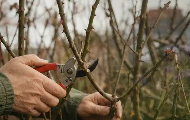 Hände schneiden einen älteren Rosenstrauch mit einer sauberen Gartenschere; Thema Motorhacken, Schwerpunkt Gärten mit großer Fläche; Ausgangslage.