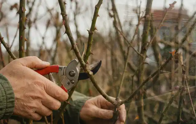 Hände schneiden einen älteren Rosenstrauch mit einer sauberen Gartenschere; Thema Motorhacken, Schwerpunkt Gärten mit kleiner Fläche; Umsetzung.