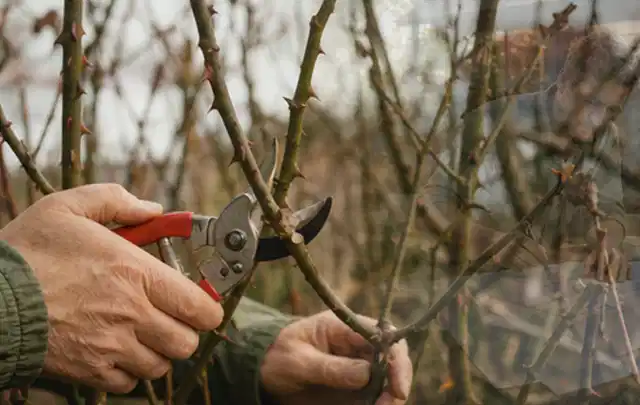 Hände schneiden einen älteren Rosenstrauch mit einer sauberen Gartenschere; Thema Motorhacken, Schwerpunkt Gartengeräte; Ausgangslage.