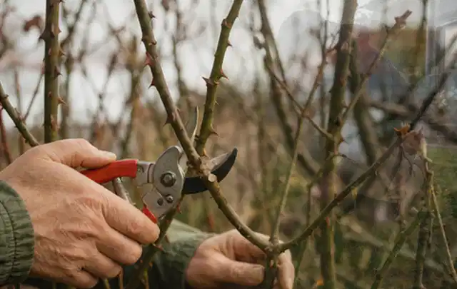 Hände schneiden einen älteren Rosenstrauch mit einer sauberen Gartenschere; Thema Motorhacken, Schwerpunkt Leistung; Praxisalltag.
