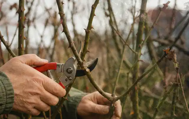 Hände schneiden einen älteren Rosenstrauch mit einer sauberen Gartenschere; Thema Motorhacken, Schwerpunkt Nachhaltigkeit; Ausgangslage.