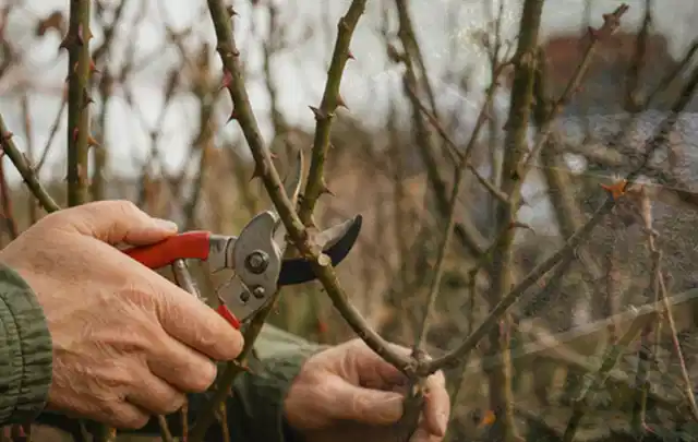 Hände schneiden einen älteren Rosenstrauch mit einer sauberen Gartenschere; Thema Motorhacken, Schwerpunkt Reinigung; Umsetzung.