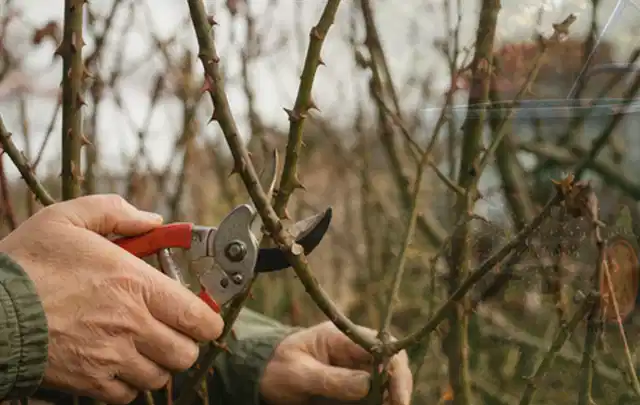 Hände schneiden einen älteren Rosenstrauch mit einer sauberen Gartenschere; Thema Motorhacken, Schwerpunkt Reparatur; Praxisalltag.