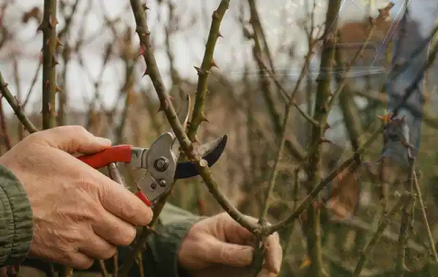 Hände schneiden einen älteren Rosenstrauch mit einer sauberen Gartenschere; Thema Motorhacken, Schwerpunkt Sicherheit; Ausgangslage.