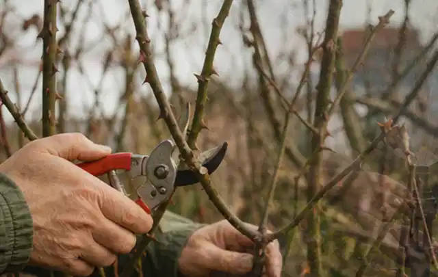 Hände schneiden einen älteren Rosenstrauch mit einer sauberen Gartenschere; Thema Motorhacken, Schwerpunkt Systemvergleich; Ergebnis.