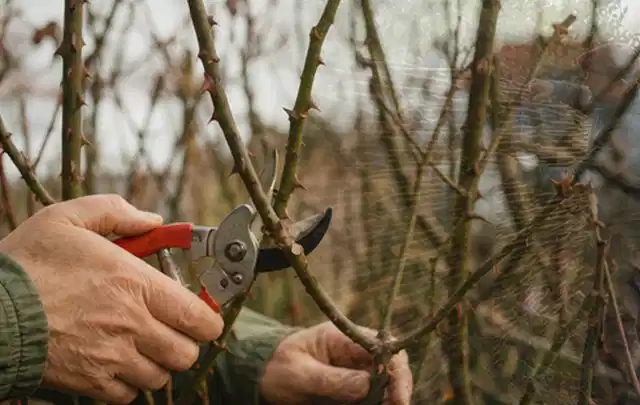 Hände schneiden einen älteren Rosenstrauch mit einer sauberen Gartenschere; Thema Motorhacken, Schwerpunkt Testkriterien; Umsetzung.