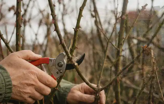 Hände schneiden einen älteren Rosenstrauch mit einer sauberen Gartenschere; Thema Motorhacken, Schwerpunkt Vergleich; Ergebnis.