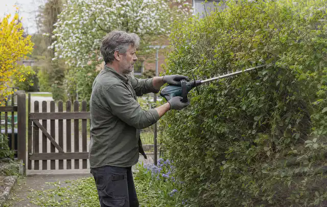 Person schneidet eine Gartenhecke mit einem motorisierten Gartengerät; Thema Motorhacken, Schwerpunkt Vergleich; Praxisalltag.