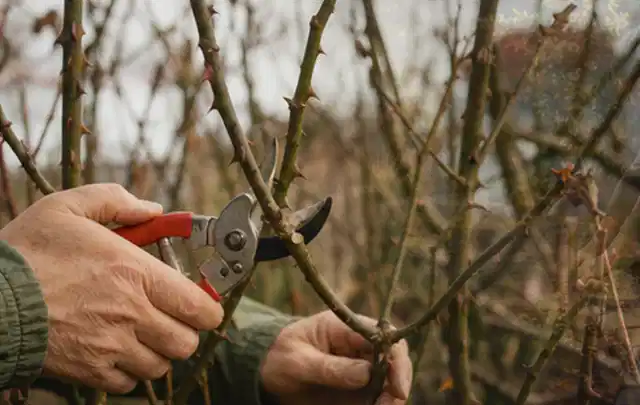 Hände schneiden einen älteren Rosenstrauch mit einer sauberen Gartenschere; Thema Motorhacken, Schwerpunkt Wartung; Kontrolle.