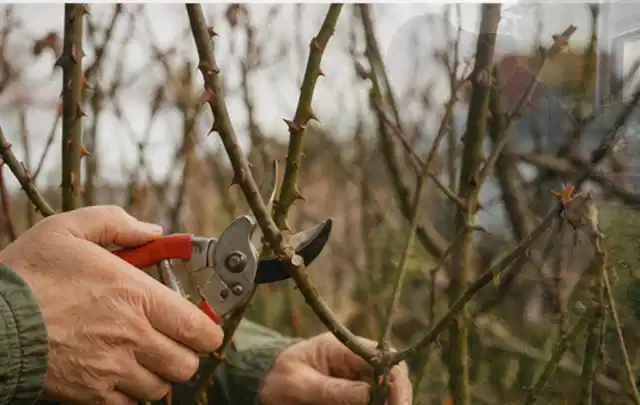 Hände schneiden einen älteren Rosenstrauch mit einer sauberen Gartenschere; Thema Motorhacken, Schwerpunkt Winterlager; Praxisalltag.