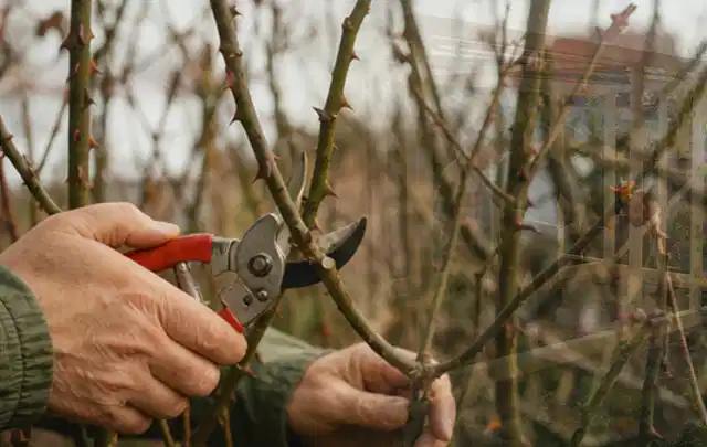Hände schneiden einen älteren Rosenstrauch mit einer sauberen Gartenschere; Thema Motorsensen, Schwerpunkt Anwendung; Ergebnis.