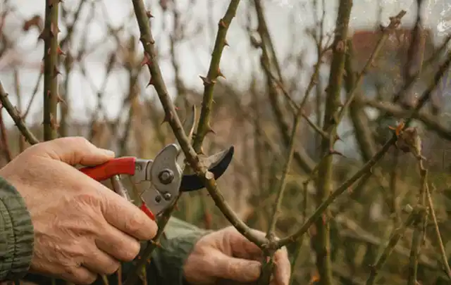 Hände schneiden einen älteren Rosenstrauch mit einer sauberen Gartenschere; Thema Motorsensen, Schwerpunkt Checkliste; Ausgangslage.