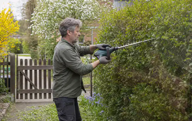 Person schneidet eine Gartenhecke mit einem motorisierten Gartengerät; Thema Motorsensen, Schwerpunkt Checkliste; Praxisalltag.