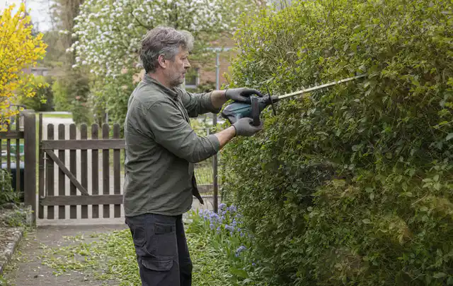 Person schneidet eine Gartenhecke mit einem motorisierten Gartengerät; Thema Motorsensen, Schwerpunkt Dimensionierung; Praxisalltag.