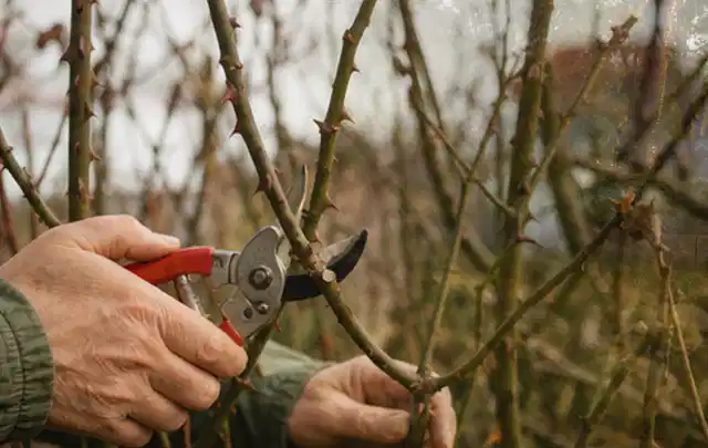 Hände schneiden einen älteren Rosenstrauch mit einer sauberen Gartenschere; Thema Motorsensen, Schwerpunkt Ersatzteile; Ausgangslage.