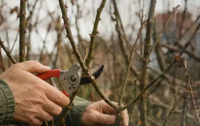 Hände schneiden einen älteren Rosenstrauch mit einer sauberen Gartenschere; Thema Motorsensen, Schwerpunkt Fehlerhilfe; Praxisalltag.