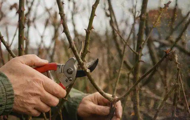 Hände schneiden einen älteren Rosenstrauch mit einer sauberen Gartenschere; Thema Motorsensen, Schwerpunkt Gärten mit großer Fläche; Ergebnis.