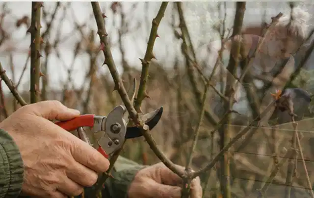 Hände schneiden einen älteren Rosenstrauch mit einer sauberen Gartenschere; Thema Motorsensen, Schwerpunkt Gärten mit kleiner Fläche; Praxisalltag.