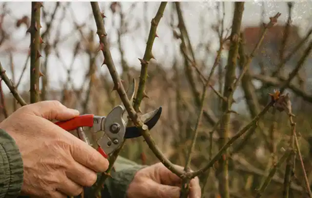 Hände schneiden einen älteren Rosenstrauch mit einer sauberen Gartenschere; Thema Motorsensen, Schwerpunkt Gartengeräte; Ergebnis.