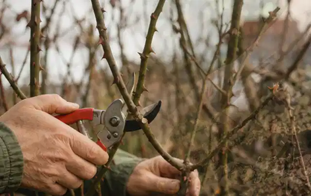 Hände schneiden einen älteren Rosenstrauch mit einer sauberen Gartenschere; Thema Motorsensen, Schwerpunkt Kosten; Ergebnis.