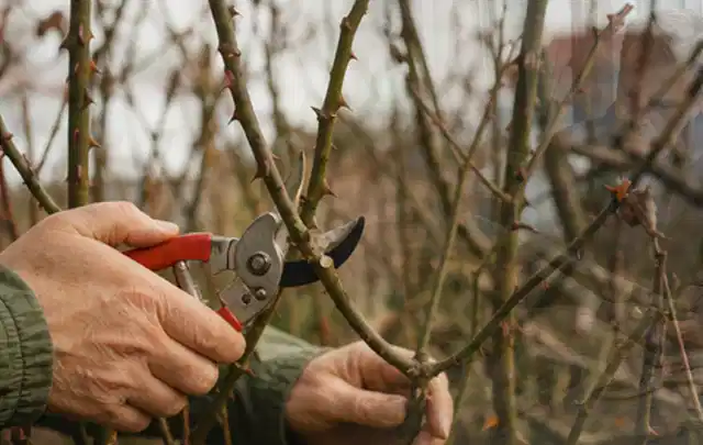 Hände schneiden einen älteren Rosenstrauch mit einer sauberen Gartenschere; Thema Motorsensen, Schwerpunkt Reinigung; Umsetzung.