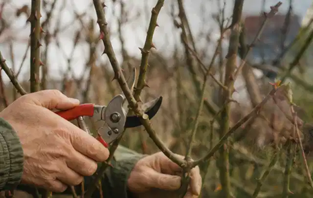 Hände schneiden einen älteren Rosenstrauch mit einer sauberen Gartenschere; Thema Motorsensen, Schwerpunkt Reparatur; Ausgangslage.