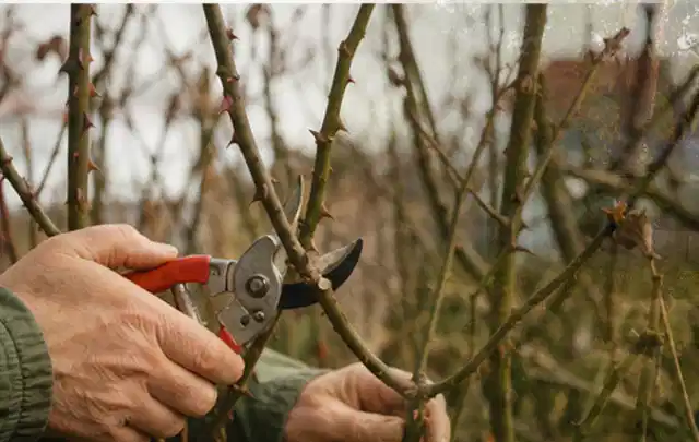 Hände schneiden einen älteren Rosenstrauch mit einer sauberen Gartenschere; Thema Motorsensen, Schwerpunkt Sicherheit; Umsetzung.