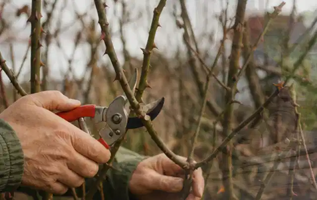 Hände schneiden einen älteren Rosenstrauch mit einer sauberen Gartenschere; Thema Motorsensen, Schwerpunkt Systemvergleich; Ergebnis.