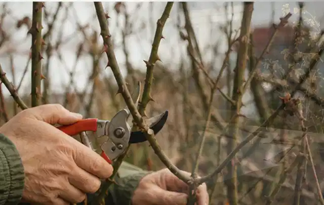 Hände schneiden einen älteren Rosenstrauch mit einer sauberen Gartenschere; Thema Motorsensen, Schwerpunkt Testkriterien; Kontrolle.