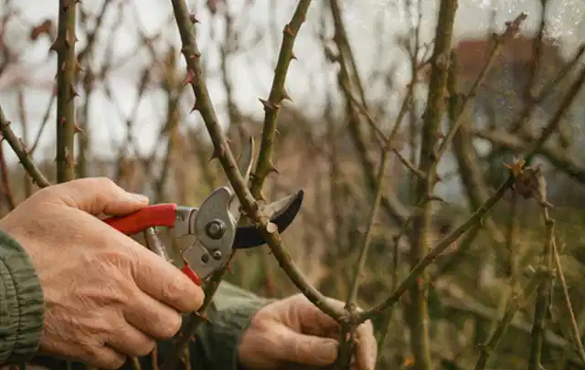 Hände schneiden einen älteren Rosenstrauch mit einer sauberen Gartenschere; Thema Motorsensen, Schwerpunkt Vergleich; Ergebnis.
