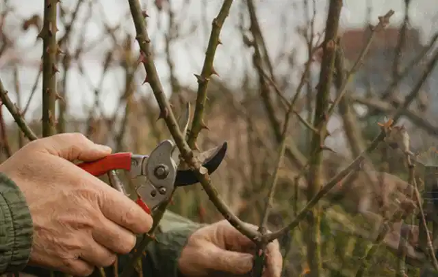 Hände schneiden einen älteren Rosenstrauch mit einer sauberen Gartenschere; Thema Motorsensen, Schwerpunkt Winterlager; Ergebnis.