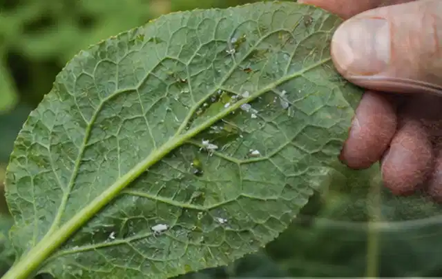 Hand hält ein Blatt mit kleinen hellen Schädlingen auf der Unterseite; Thema Natürliche Bekämpfung, Schwerpunkt Schädlinge Krankheiten; Umsetzung.