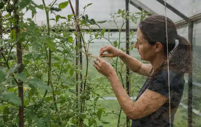 Person bindet junge Tomatentriebe in einem privaten Gewächshaus vorsichtig an; Thema Nektarinen, Schwerpunkt Anbau; Kontrolle.