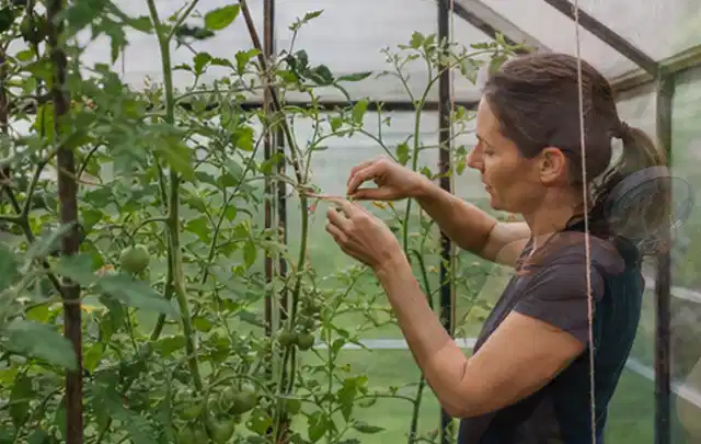 Person bindet junge Tomatentriebe in einem privaten Gewächshaus vorsichtig an; Thema Nektarinen, Schwerpunkt Aussaat; Ergebnis.