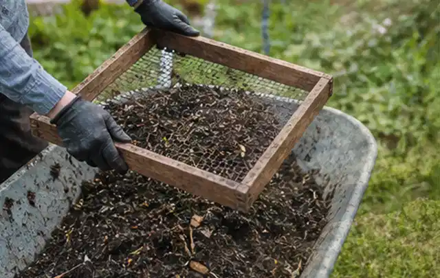 Behandschuhte Hände sieben reifen Kompost über einer Gartenschubkarre; Thema Nektarinen, Schwerpunkt Balkongarten; Ergebnis.