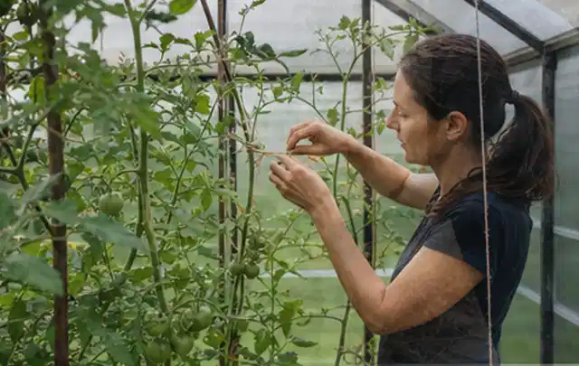 Person bindet junge Tomatentriebe in einem privaten Gewächshaus vorsichtig an; Thema Nektarinen, Schwerpunkt Boden; Praxisalltag.