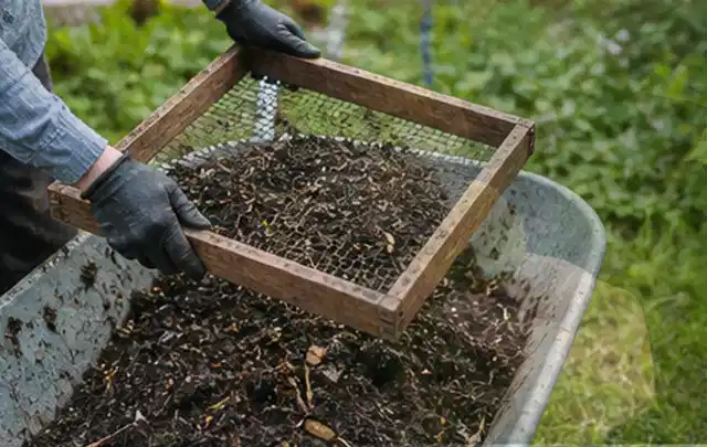 Behandschuhte Hände sieben reifen Kompost über einer Gartenschubkarre; Thema Nektarinen, Schwerpunkt Einsteigerwissen; Kontrolle.