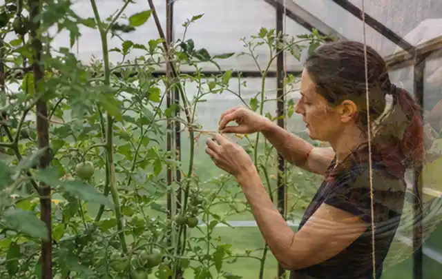 Person bindet junge Tomatentriebe in einem privaten Gewächshaus vorsichtig an; Thema Nektarinen, Schwerpunkt Ernteprobleme; Kontrolle.