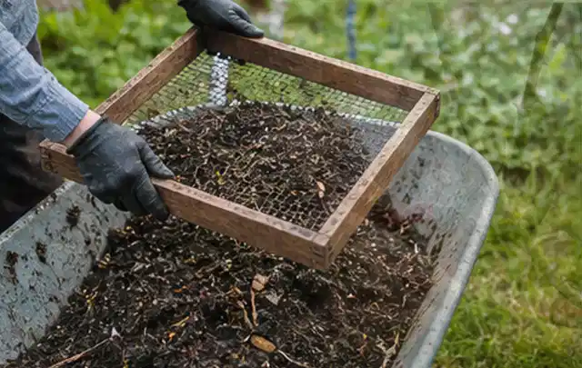 Behandschuhte Hände sieben reifen Kompost über einer Gartenschubkarre; Thema Nektarinen, Schwerpunkt Ernteprobleme; Ergebnis.