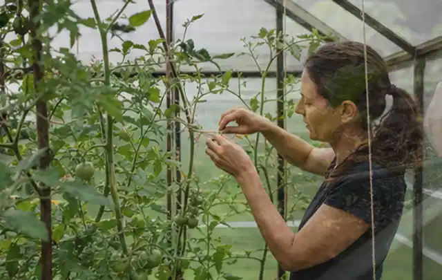 Person bindet junge Tomatentriebe in einem privaten Gewächshaus vorsichtig an; Thema Nektarinen, Schwerpunkt Fehlerhilfe; Praxisalltag.