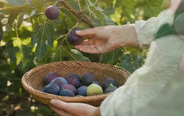 Hand pflückt eine reife Feige über einem flachen Korb mit Früchten; Thema Nektarinen, Schwerpunkt Gewächshaus; Umsetzung.