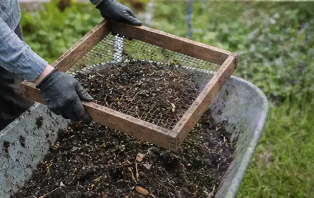 Behandschuhte Hände sieben reifen Kompost über einer Gartenschubkarre; Thema Nektarinen, Schwerpunkt Lagerung; Ergebnis.