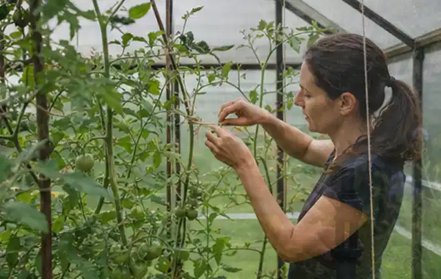 Person bindet junge Tomatentriebe in einem privaten Gewächshaus vorsichtig an; Thema Nektarinen, Schwerpunkt Nährstoffe; Praxisalltag.