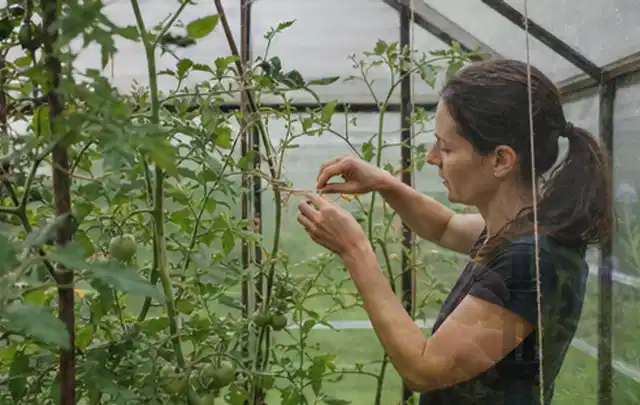 Person bindet junge Tomatentriebe in einem privaten Gewächshaus vorsichtig an; Thema Nektarinen, Schwerpunkt Obst; Umsetzung.
