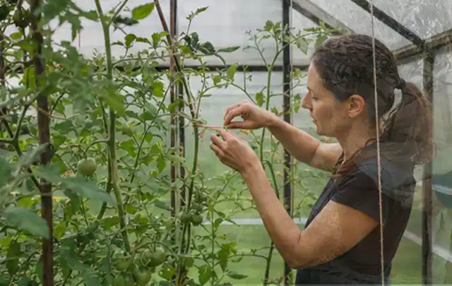Person bindet junge Tomatentriebe in einem privaten Gewächshaus vorsichtig an; Thema Nektarinen, Schwerpunkt Pflanzenschutz; Kontrolle.