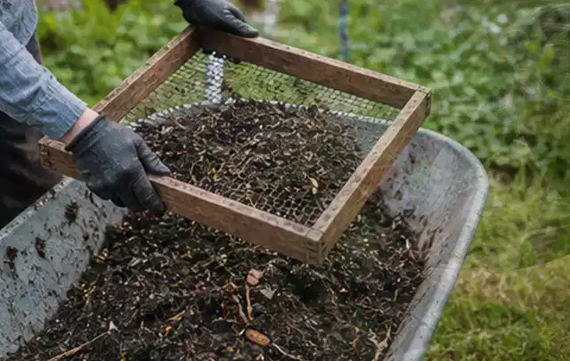 Behandschuhte Hände sieben reifen Kompost über einer Gartenschubkarre; Thema Nektarinen, Schwerpunkt Pflanzung; Ausgangslage.