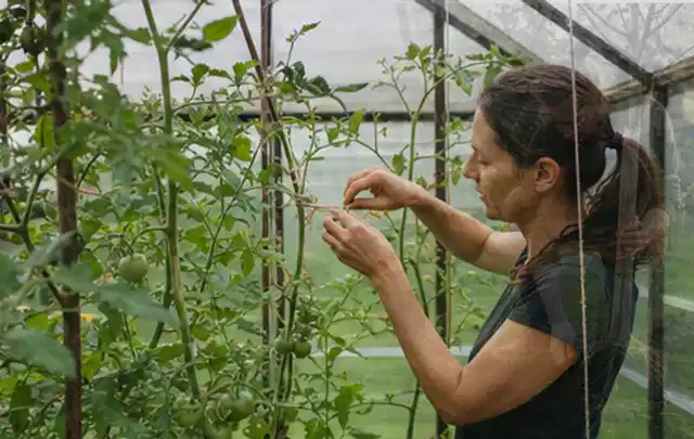 Person bindet junge Tomatentriebe in einem privaten Gewächshaus vorsichtig an; Thema Nektarinen, Schwerpunkt Pflanzung; Kontrolle.