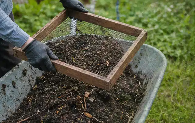 Behandschuhte Hände sieben reifen Kompost über einer Gartenschubkarre; Thema Nektarinen, Schwerpunkt Saisonkalender; Ergebnis.